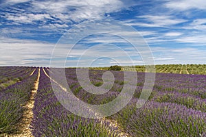a famous purple lavender farm