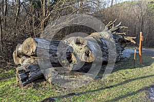 The famous Rakoczi tree near Paradfurdo