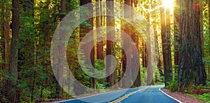 Famous Redwood Highway photo