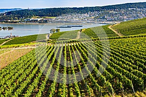 Famous Rheingau vineyards region in late summer in Germany, green hills on sunny day. Famous vineyard region near Mosel