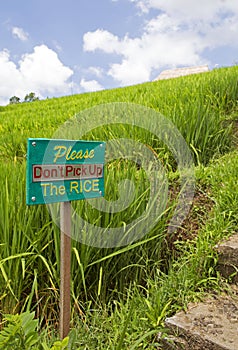 Asian rice field