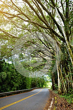 Famous Road to Hana fraught with narrow one-lane bridges, hairpin turns and incredible island views, curvy coastal road with views