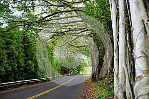 Famous Road to Hana fraught with narrow one-lane bridges, hairpin turns and incredible island views, curvy coastal road with views