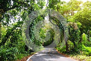 Famous Road to Hana fraught with narrow one-lane bridges, hairpin turns and incredible island views, curvy coastal road with views