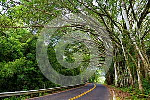 Famous Road to Hana fraught with narrow one-lane bridges, hairpin turns and incredible island views, Maui, Hawaii