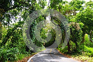 Famous Road to Hana fraught with narrow one-lane bridges, hairpin turns and incredible island views, Maui, Hawaii