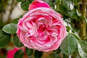 The famous Rosa Centifolia Foliacea, the Provence Rose photo