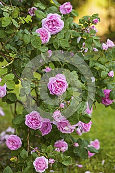 Rosa Centifolia Foliacea The Provence Rose or Cabbage Rose is a hybrid photo