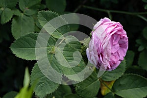 Rosa Centifolia Muscosa flower closeup in summer garden photo