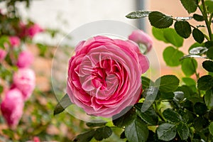 The famous Rosa Centifolia Foliacea, the Provence Rose or Cabbage Rose