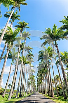 Famous royal palm fringed road, Guadeloupe