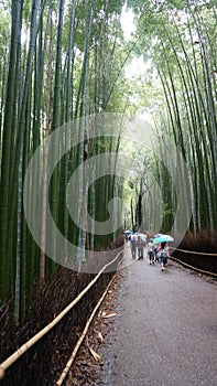 The famous Sagano Bamboo Forest