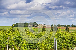 Famous Saint-Ã‰milion vineyard near Bordeaux, France.