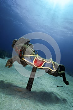 The Famous Sea Horse of Cane Bay on the North Shore of St Croix in the US Virgin Islands