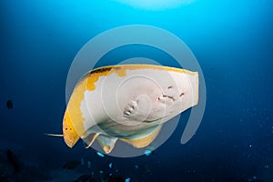 The famous smiling manta ray, a diving spot in Japan