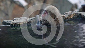 The famous snow monkeys bath in a natural onsen hot springs of Nagano, Japan