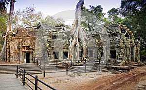 Famous spung tree growing in Ta Prohm temple. Angkor, Cambodia