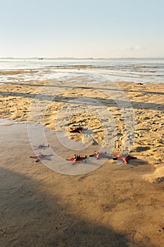 Famous starfish beach in Phu Quoc