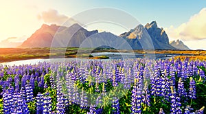 Famous Stokksnes mountains on Vestrahorn cape