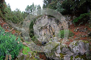 Famous Stony Flower Rose in Tenerife island