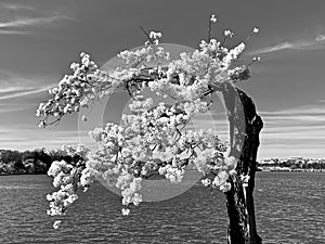 Famous Stumpy Tree at the Tidal Basin in Washington DC