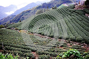Famous taiwan tea farm photo