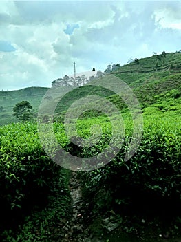 Puncak Bogor is one of the famous tea gardens in Indonesia