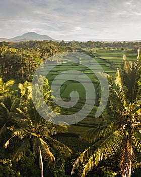 Famous Tegallalang Bali rice terraces and palms with mountain view