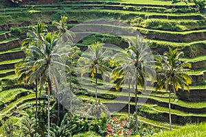 Famous terraces at Tegallalang on Bali island