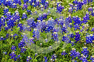 Famous Texas Bluebonnet (Lupinus texensis) Wildflowers.