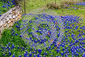 Famous Texas Bluebonnet (Lupinus texensis) Wildflowers.