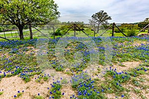 Famous Texas Bluebonnet (Lupinus texensis) Wildflowers.