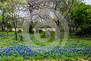 Famous Texas Bluebonnet (Lupinus texensis) Wildflowers.