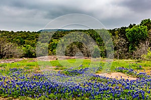 Famous Texas Bluebonnet (Lupinus texensis) Wildflowers.