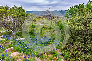 Famous Texas Bluebonnet (Lupinus texensis) Wildflowers.