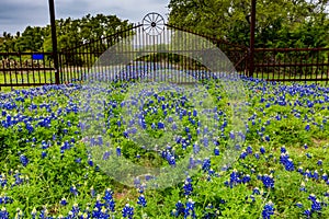 Famous Texas Bluebonnet Lupinus texensis Wildflowers.