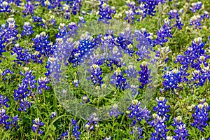 Famous Texas Bluebonnet Lupinus texensis Wildflowers.