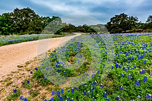 Famous Texas Bluebonnet Wildflowers on Dirt Road.