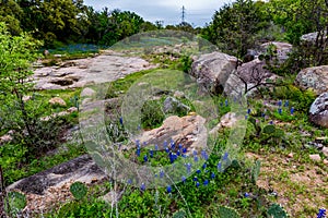 Famous Texas Bluebonnet Wildflowers on River.