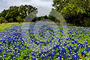Famous Texas Bluebonnet (Lupinus texensis) Wildflowers. photo