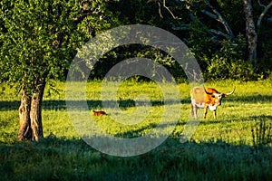 Famous Texas Longhorn American breed cow freely feeding at the ranch meadow