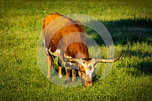 Famous Texas Longhorn American breed cow freely feeding at the ranch meadow