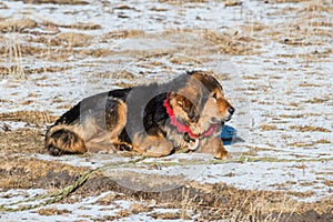 Famous Tibetan mastiff is guarding the entry to the camp