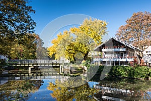 Famous tree Goethegingko at the river Nidda