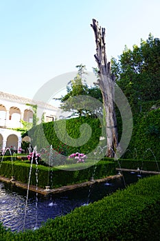 Famous Tree Trunk from Generalife Garden of Alhambra Palace in Granada City. Spain.