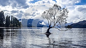 Famous tree of Wanaka standing in the water