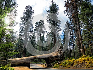 Famous Tunnel Log in Sequoia National Park, California, USA