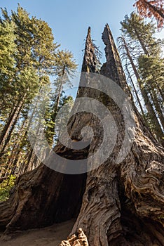 Famous Tunnel Tree in the Yosemite National Park