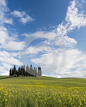 Famous Tuscan cypress trees