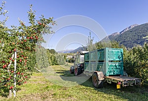 The famous Val Venosta apples are ripe and ready to be harvested in the green crates, Lasa, South Tyrol, Italy photo